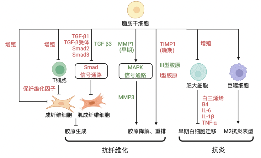 Clinical application and mechanism exploration of autologous fat grafting in hypertrophic scar treatment