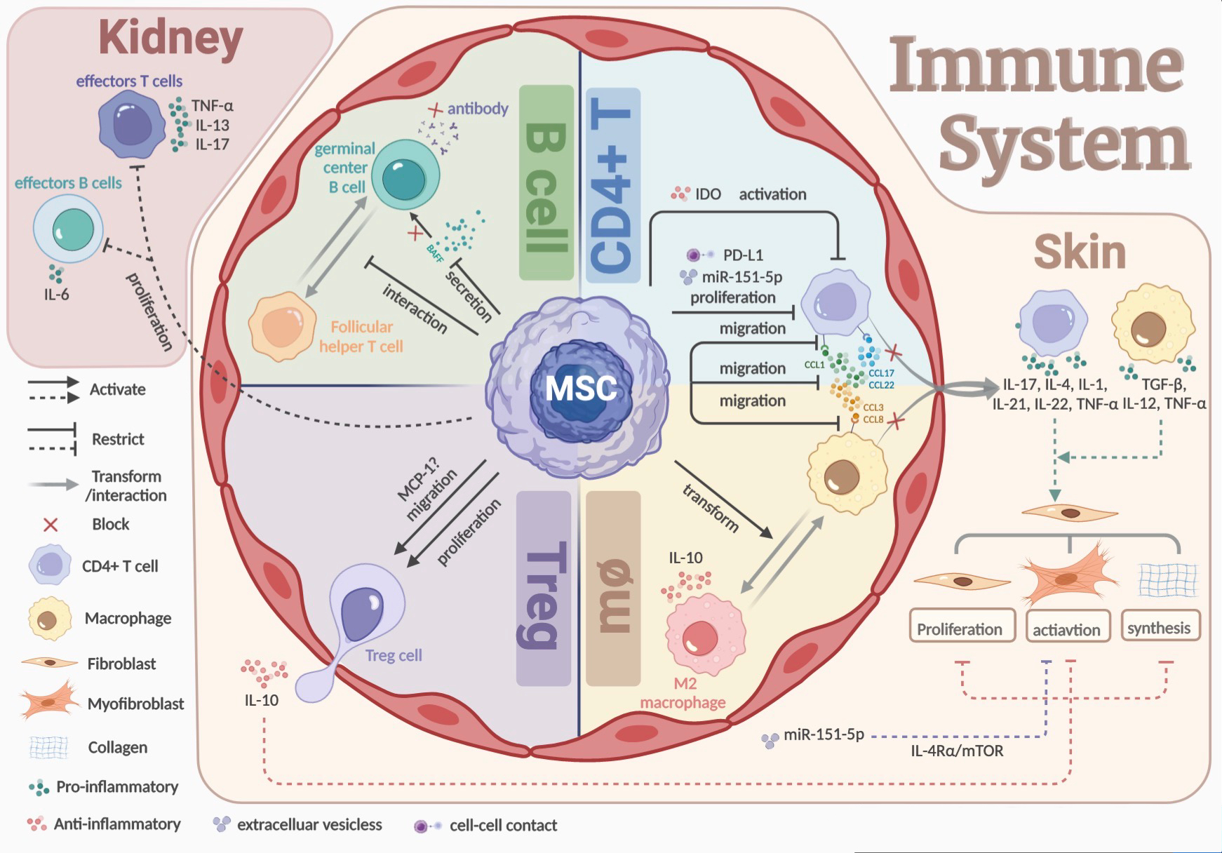 Mesenchymal stem cell-based therapy for autoimmune-related fibrotic skin diseases: systemic sclerosis and sclerodermatous graft-versus-host disease